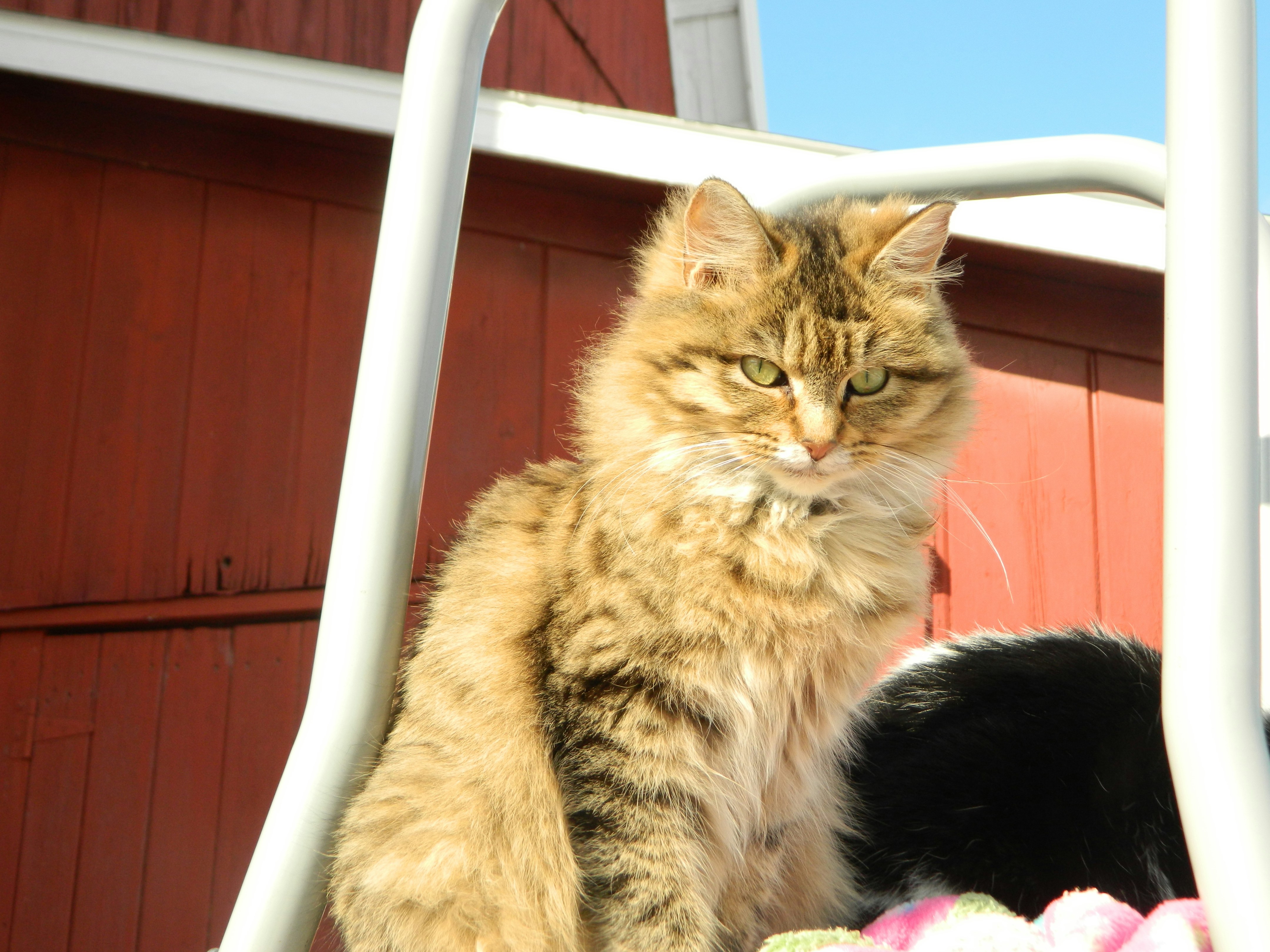 A cat sitting on top of a chair next to a black cat photo – Free ...
