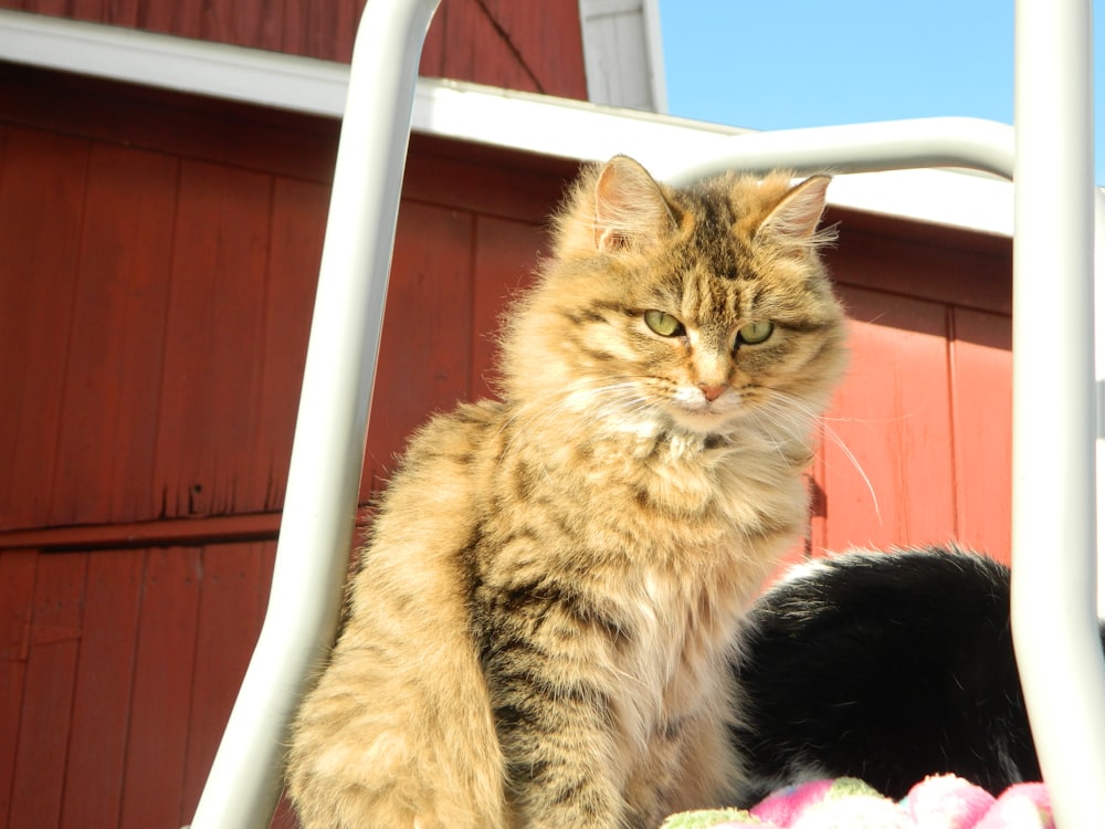 a cat sitting on top of a chair next to a black cat