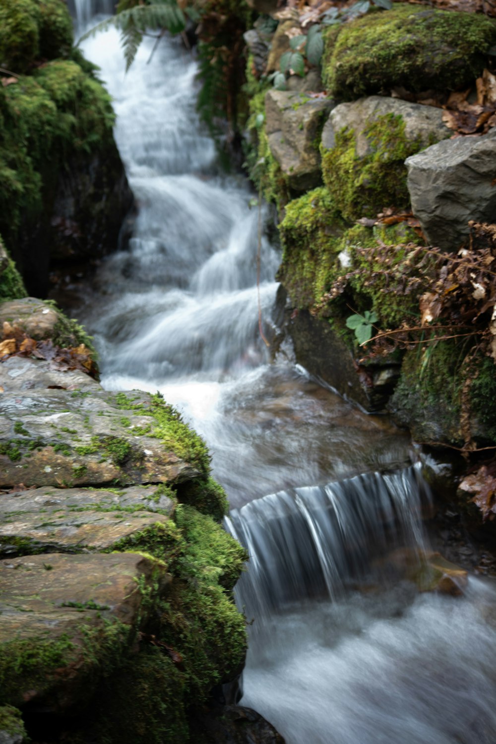 a stream of water running through a lush green forest