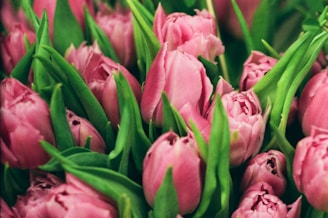a bunch of pink tulips with green leaves