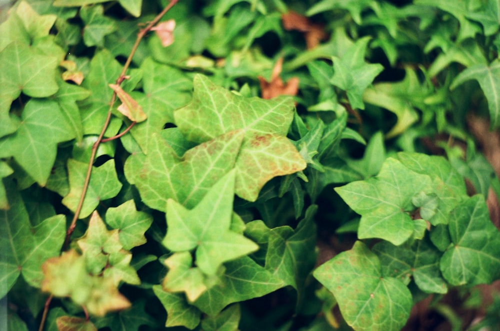 a close up of a green plant with leaves