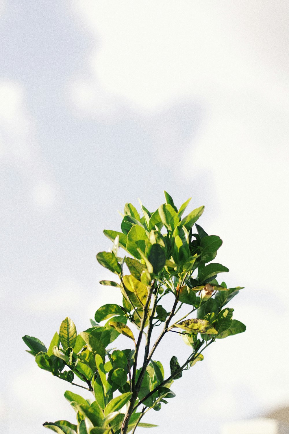 a plant with green leaves in a pot