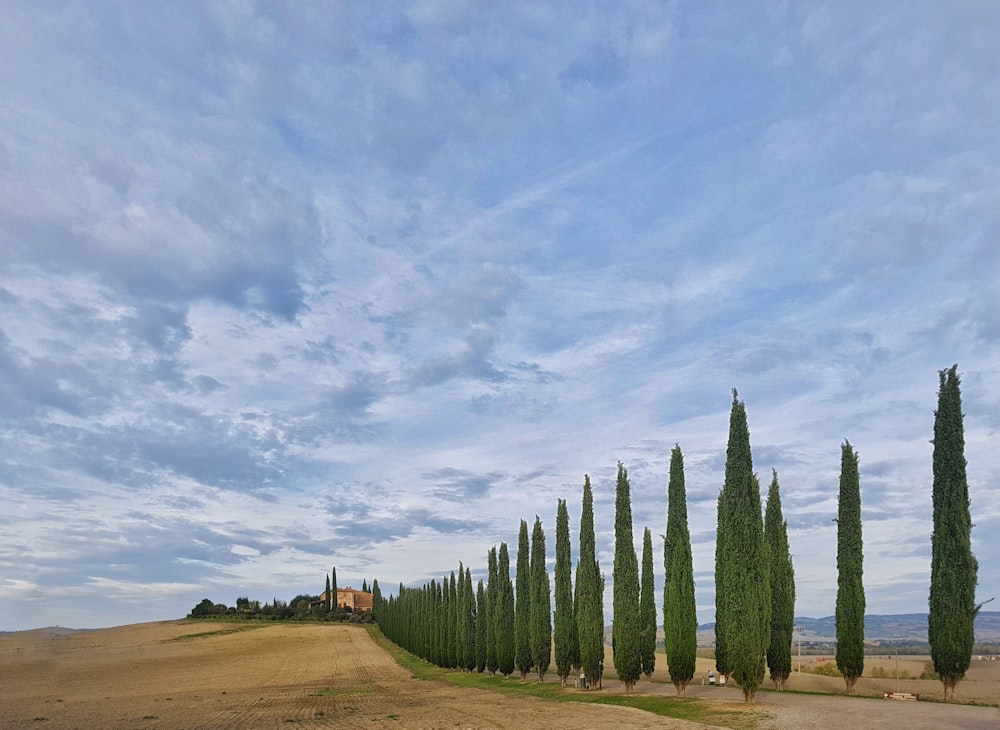 a row of trees on a dirt road