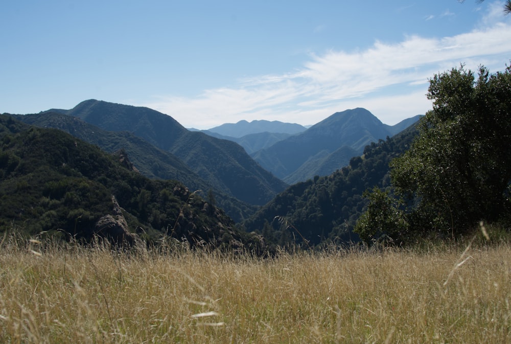 a grassy field with mountains in the background