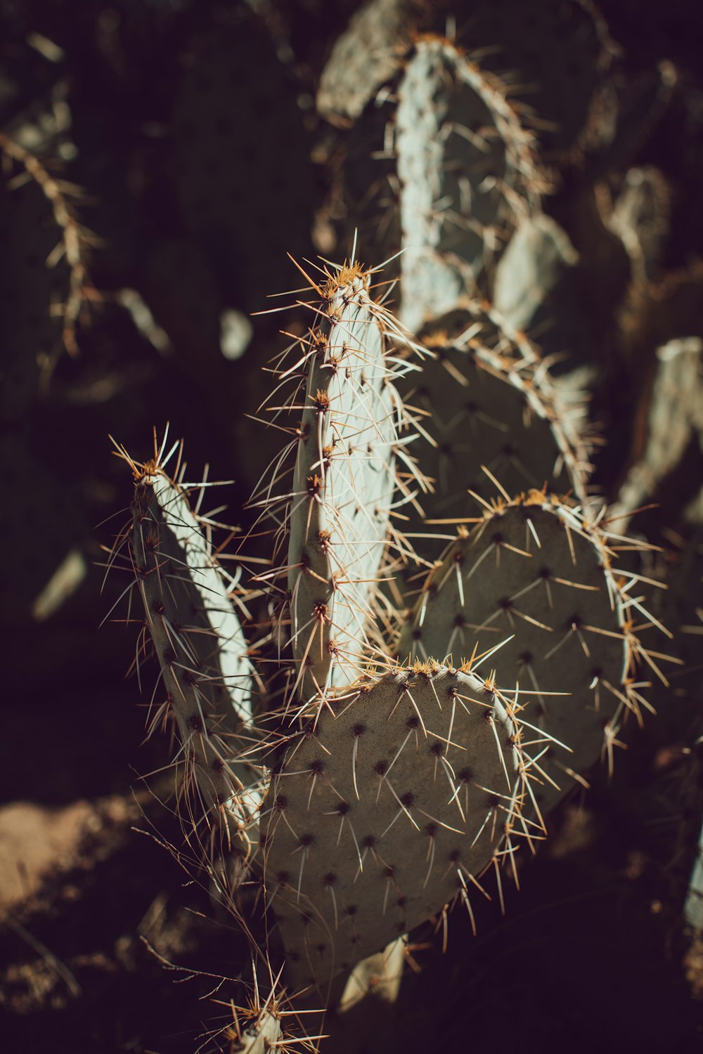 a close up of a cactus in a field