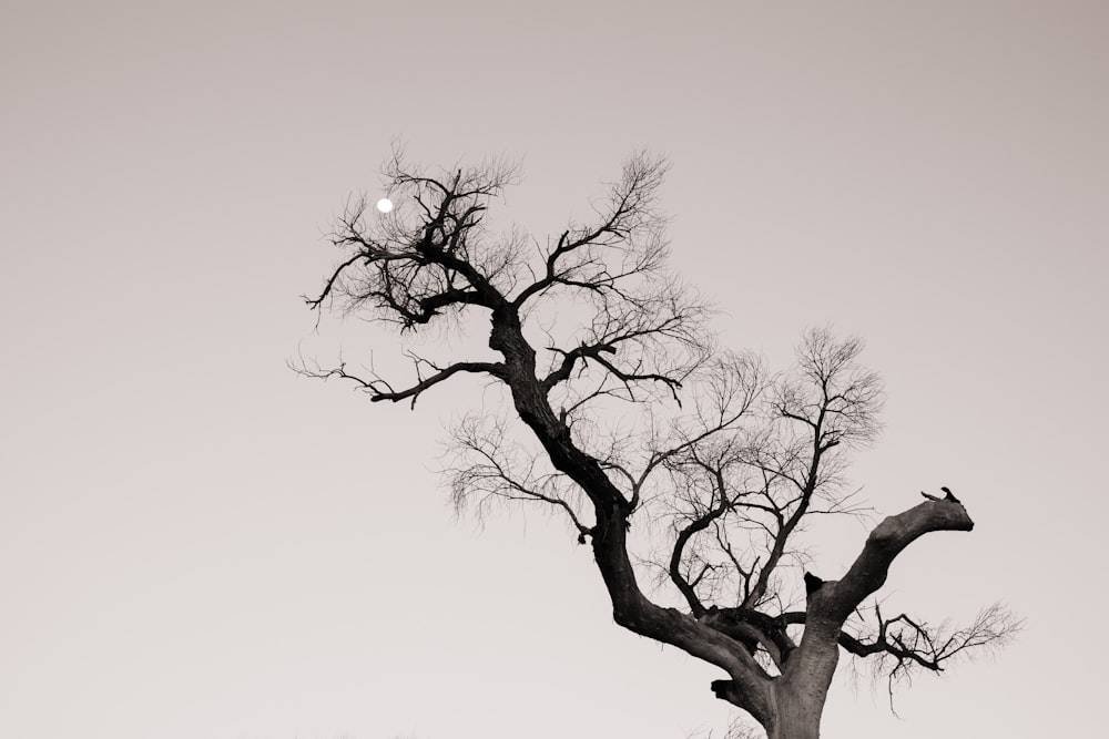 Una foto en blanco y negro de un árbol sin hojas