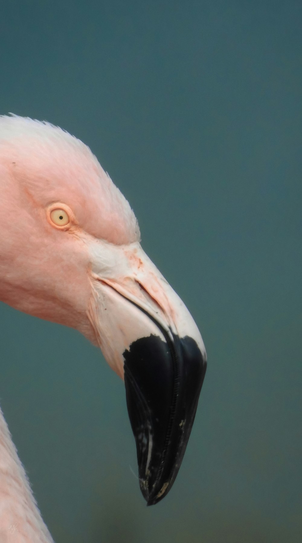 a close up of a pink flamingo's head