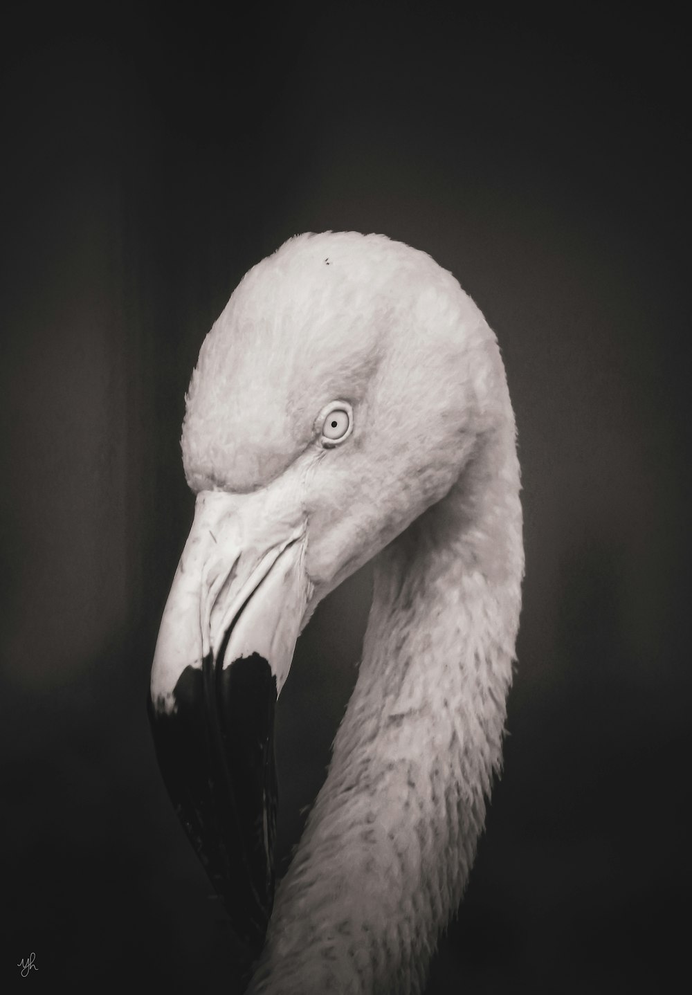 a black and white photo of a flamingo