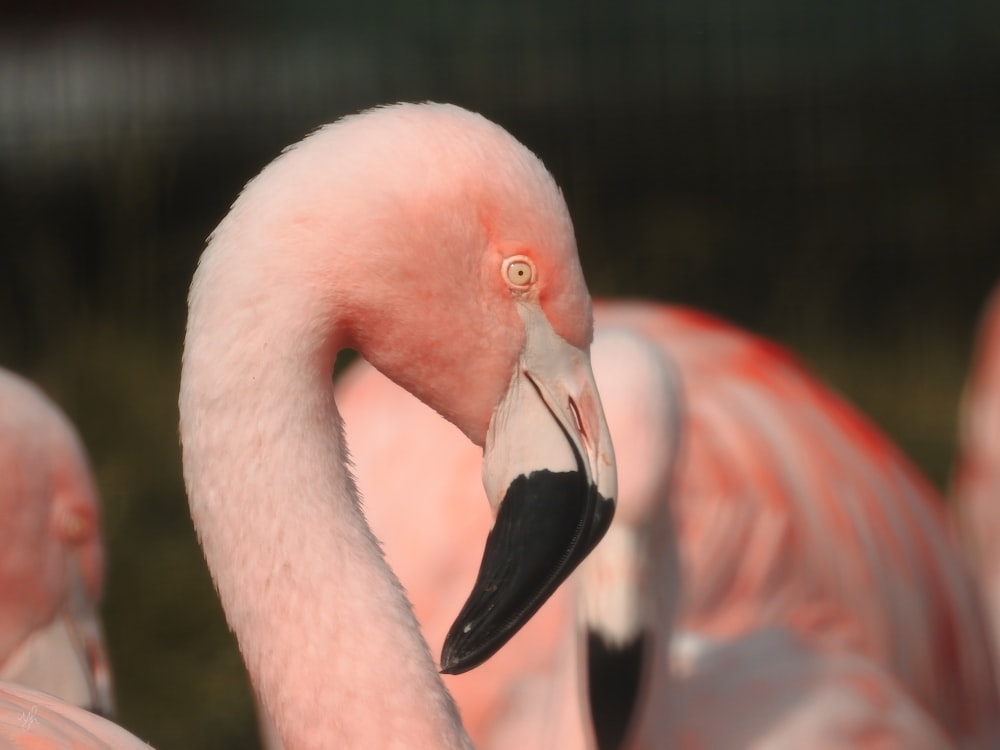 a group of flamingos standing next to each other