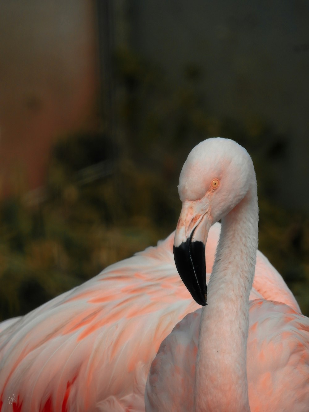 a close up of a pink flamingo with a blurry background