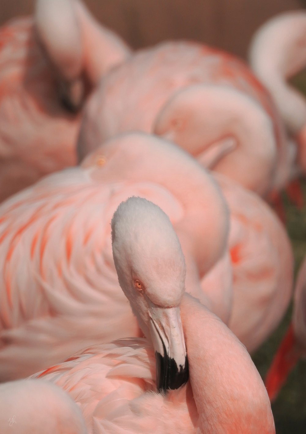 a group of pink flamingos standing next to each other
