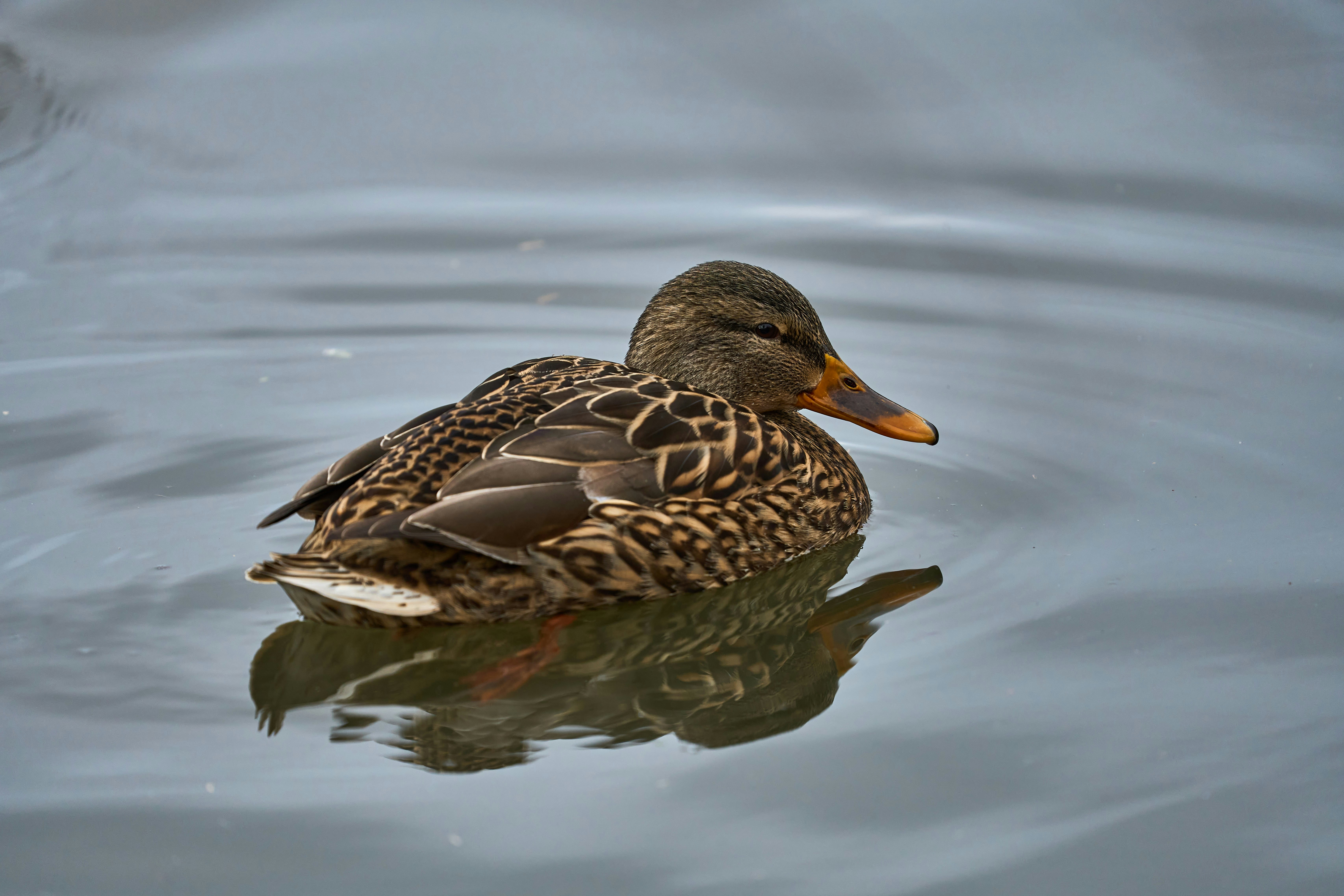 Photo by wolfgang_hasselmann