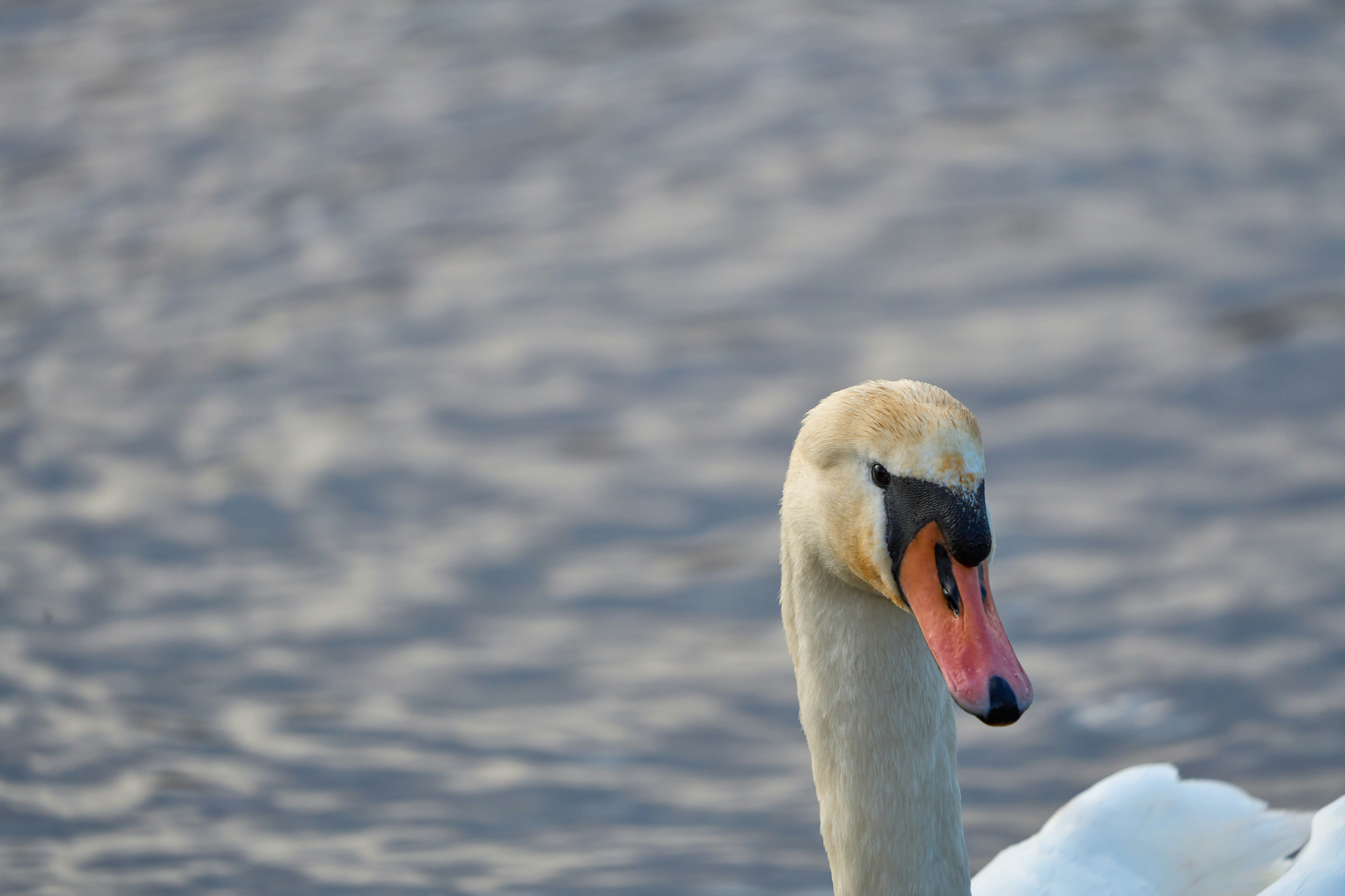 Photo by wolfgang_hasselmann