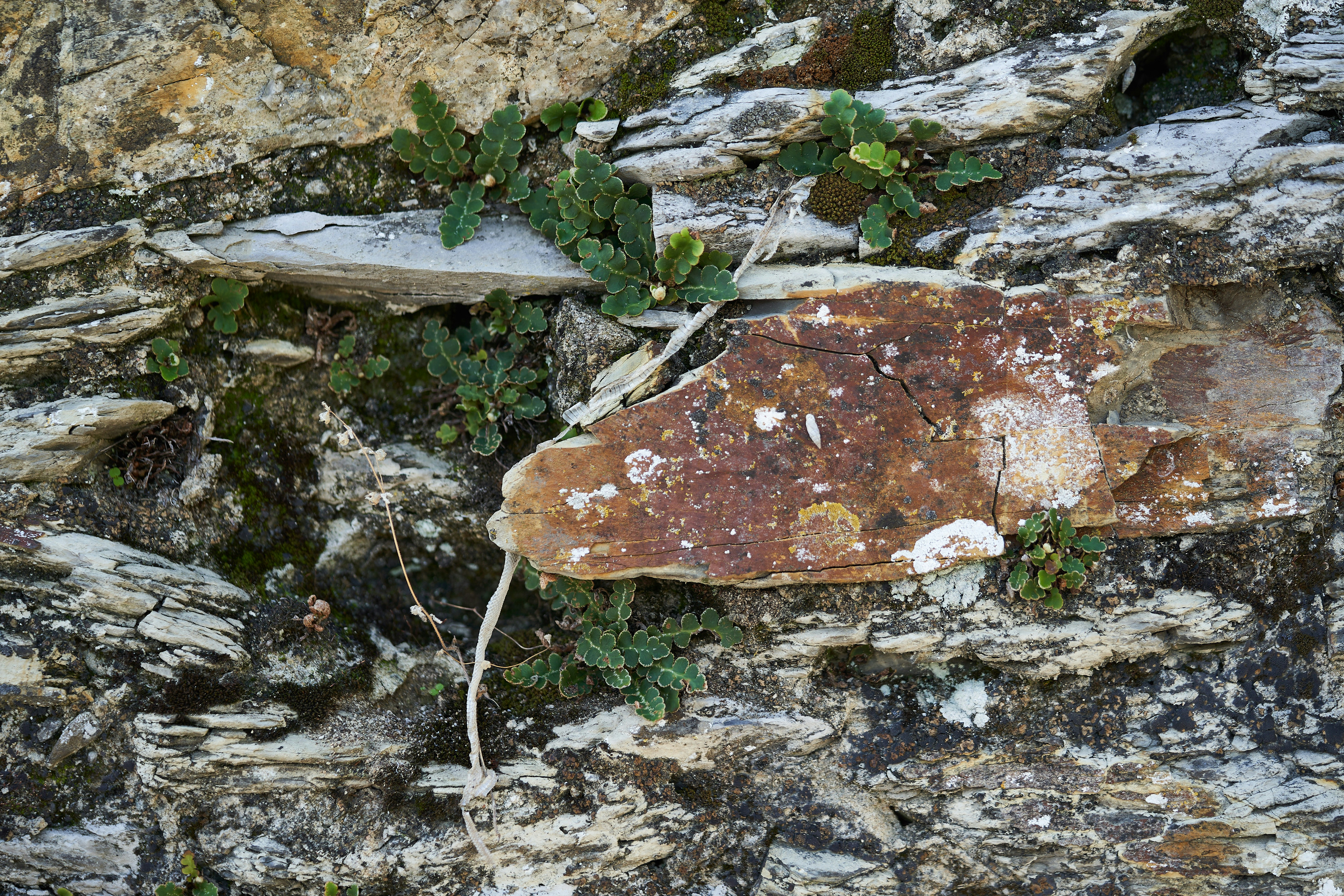 Photo by wolfgang_hasselmann