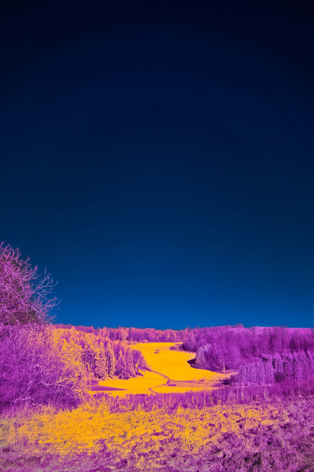 a purple and yellow field with trees in the background