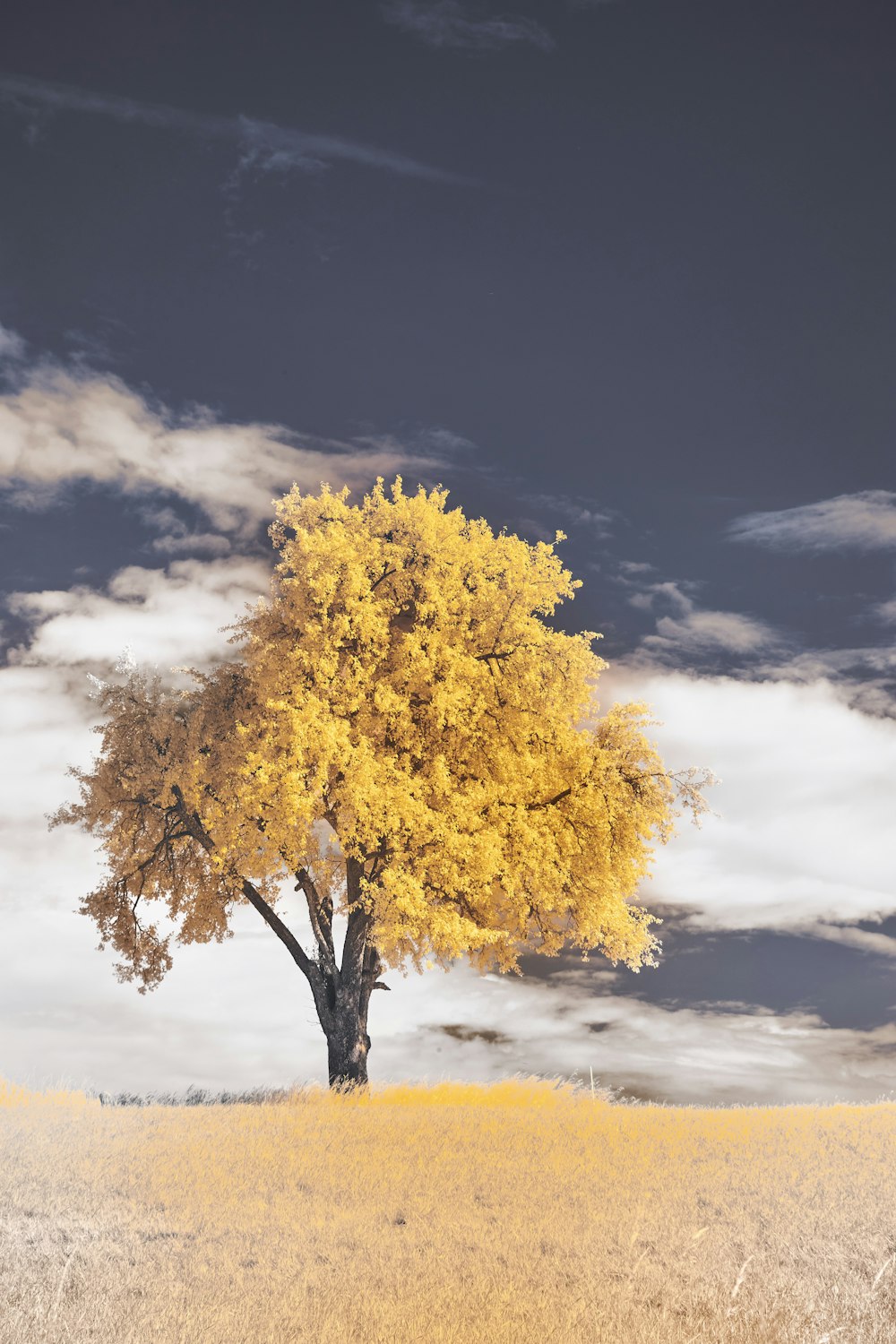 a tree with yellow leaves in a field