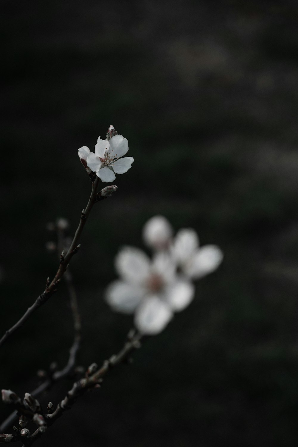 una rama de un árbol con flores blancas