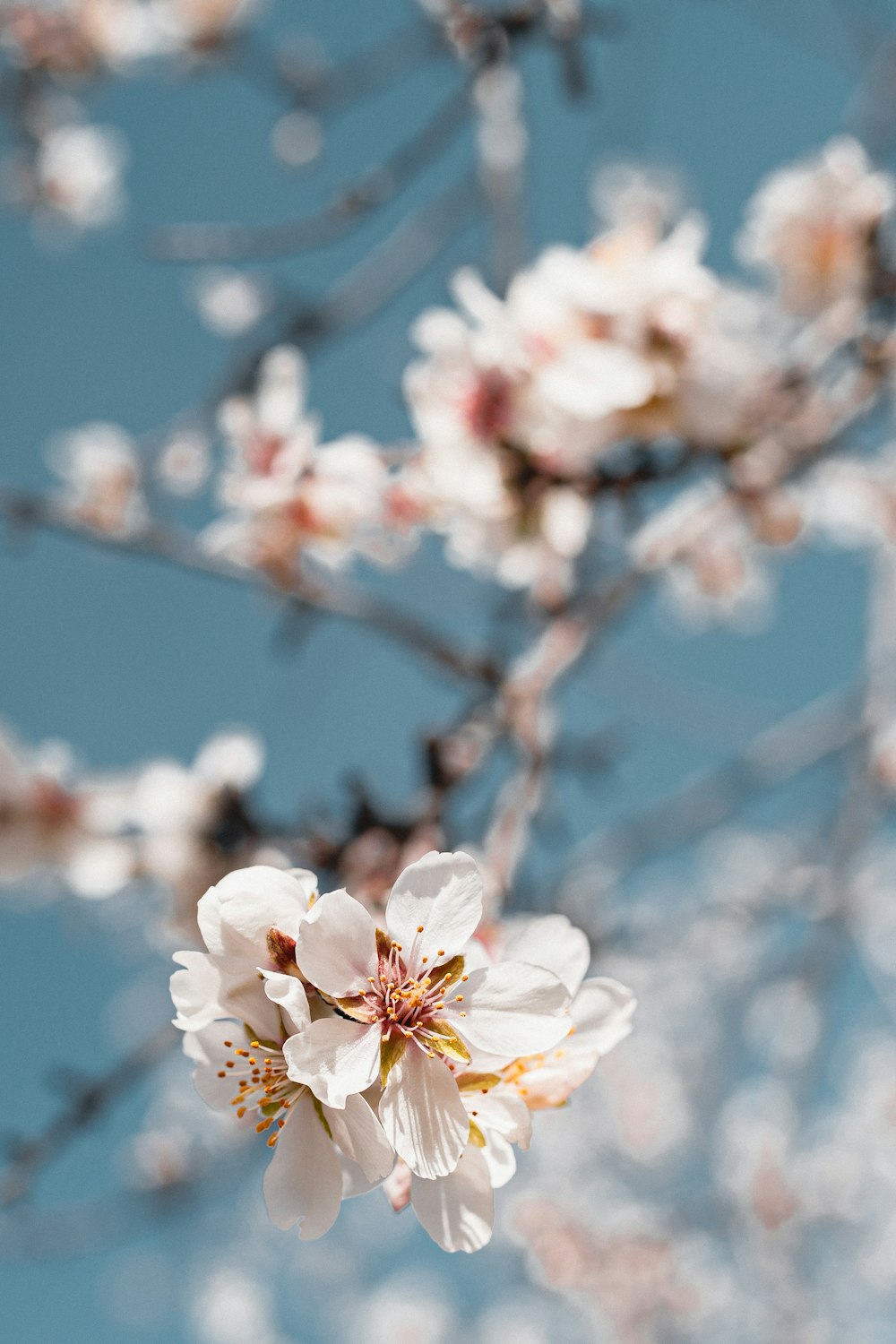 a tree with white flowers and blue sky in the background