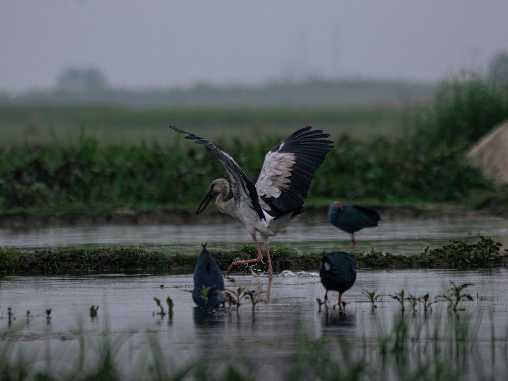 a group of birds that are standing in the water