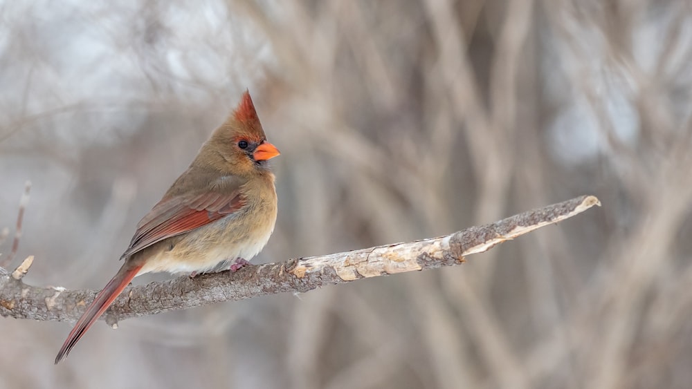 a bird sitting on a branch in a tree