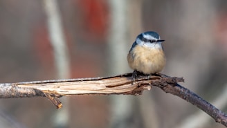 a small blue bird sitting on a branch