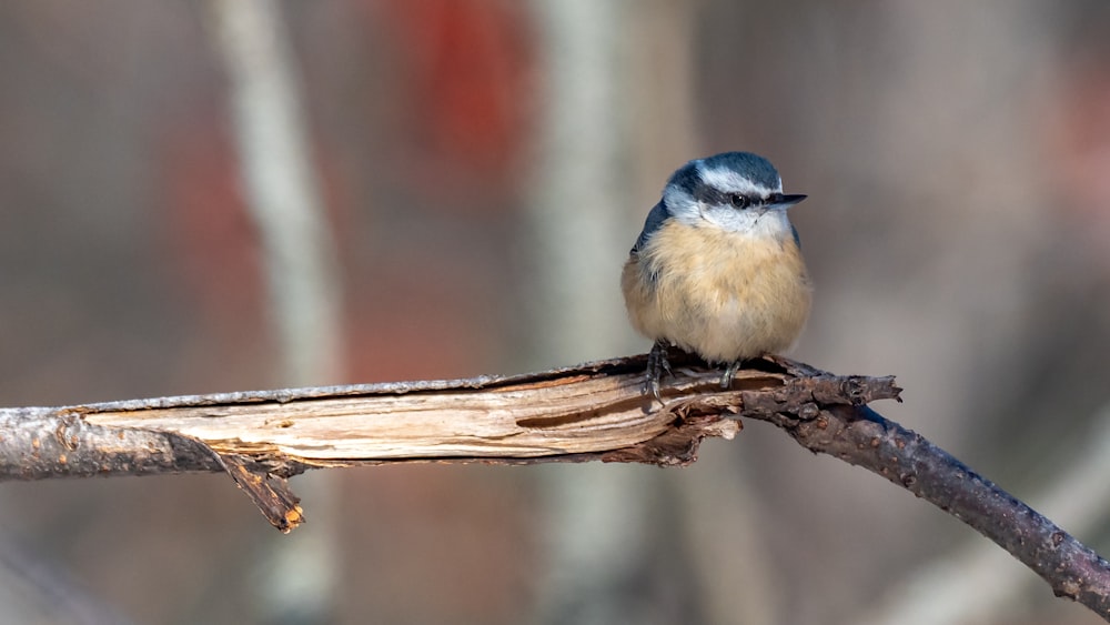 a small blue bird sitting on a branch