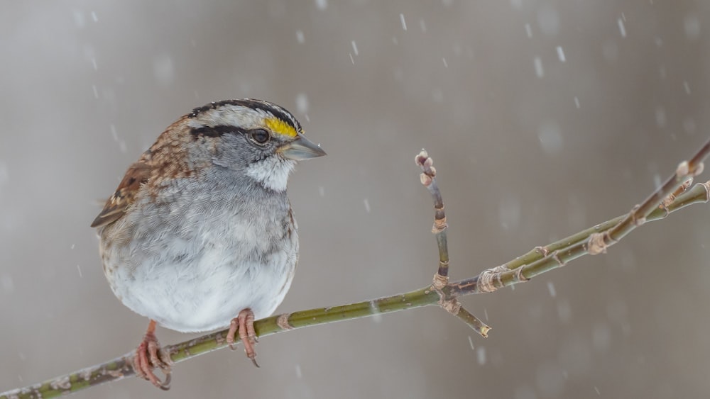 a bird sitting on a branch in the snow