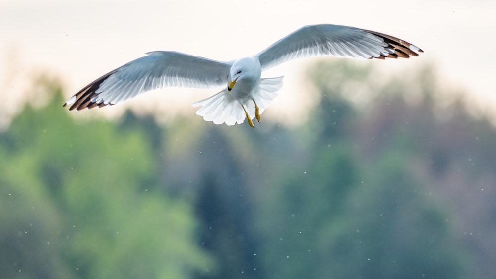 Un uccello bianco che vola sopra una foresta piena di alberi