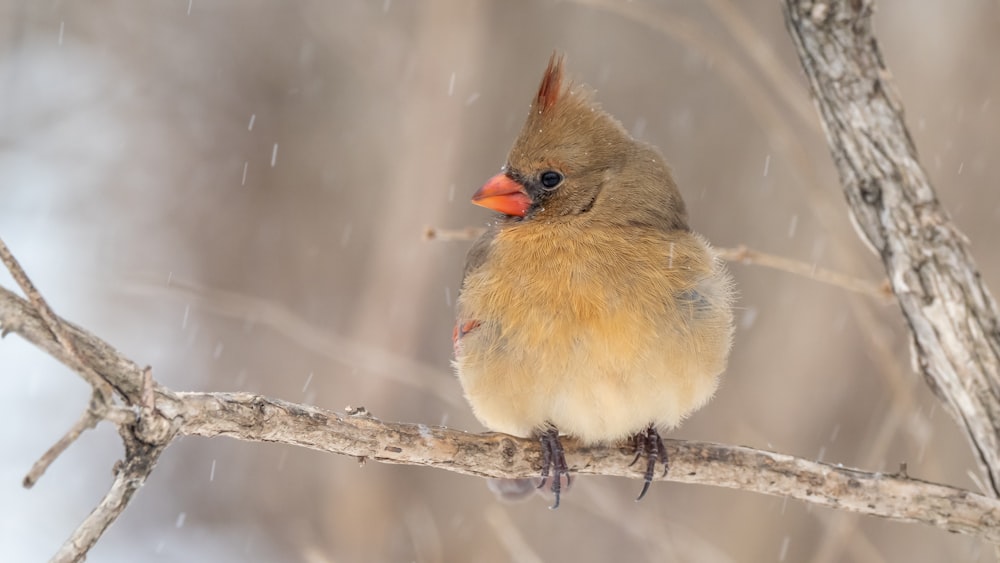 a small bird sitting on a branch in the snow