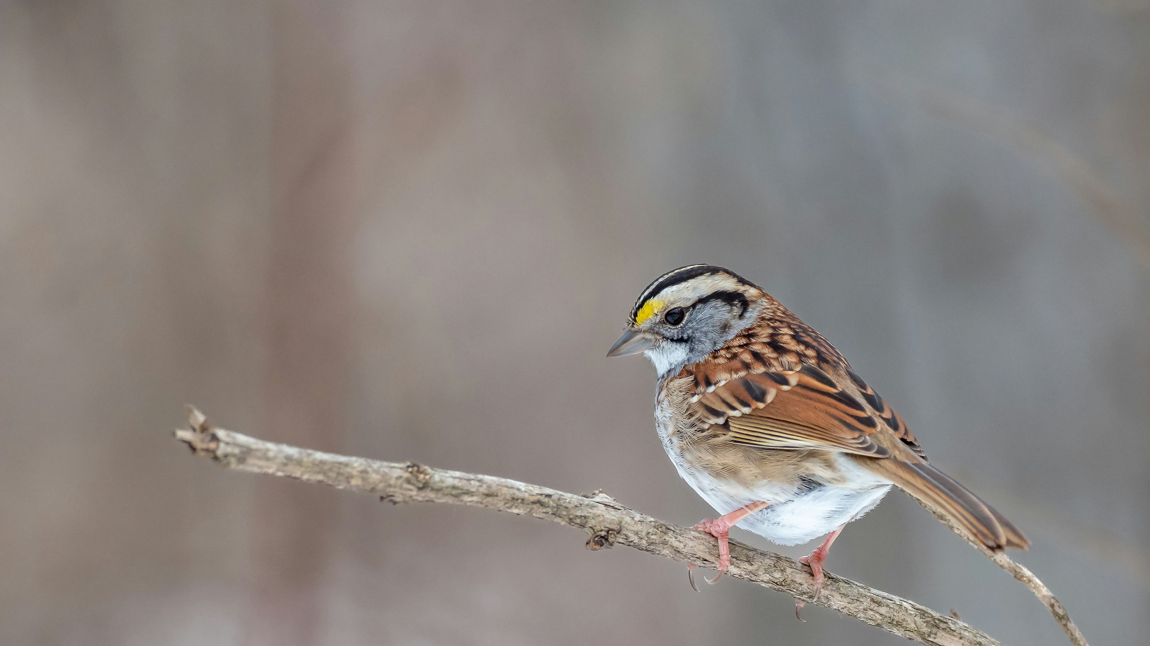 a bird sitting on a branch in a tree