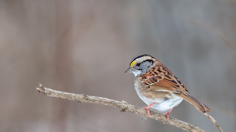 a bird sitting on a branch in a tree