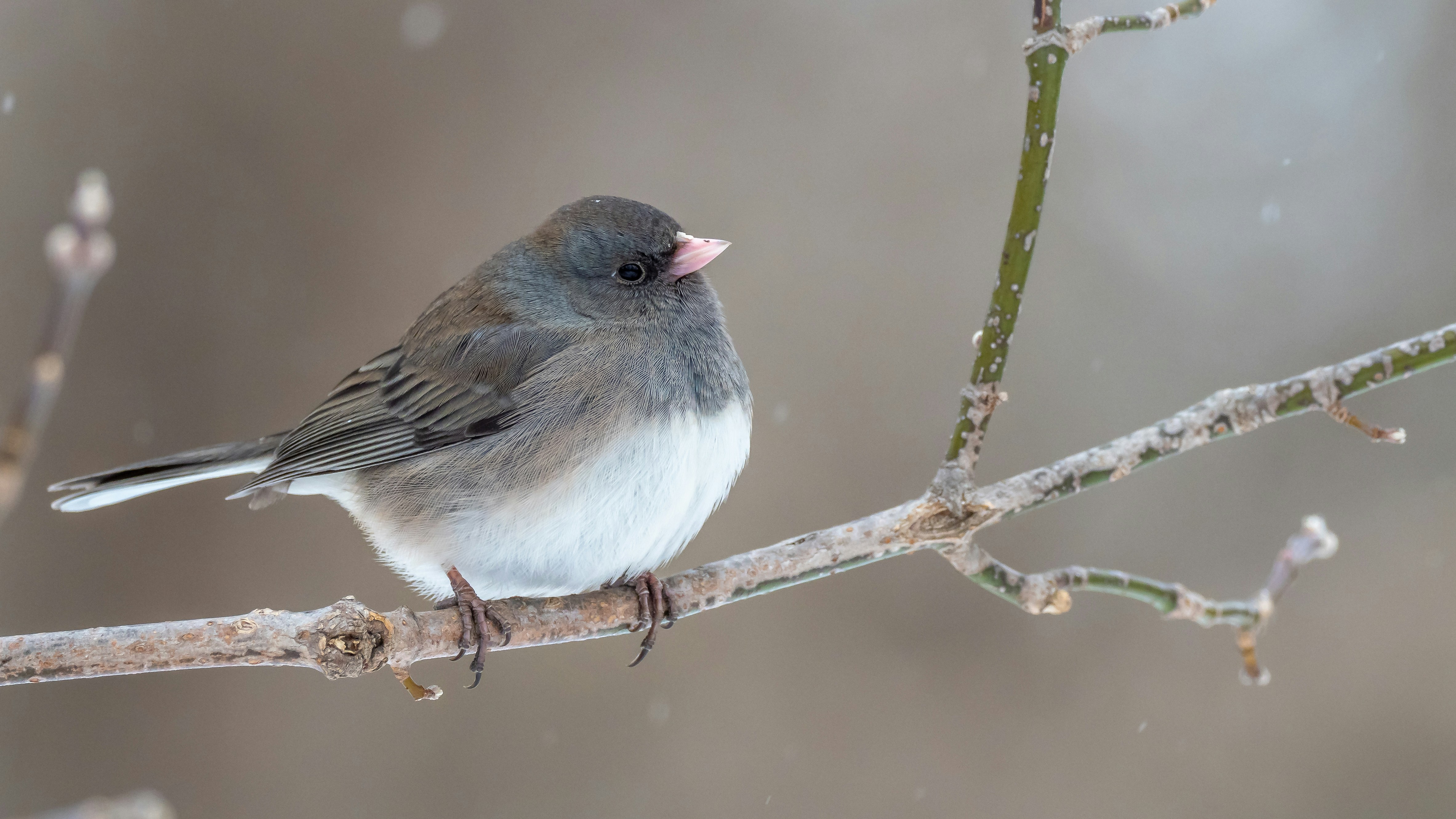 a small bird sitting on a branch in the snow