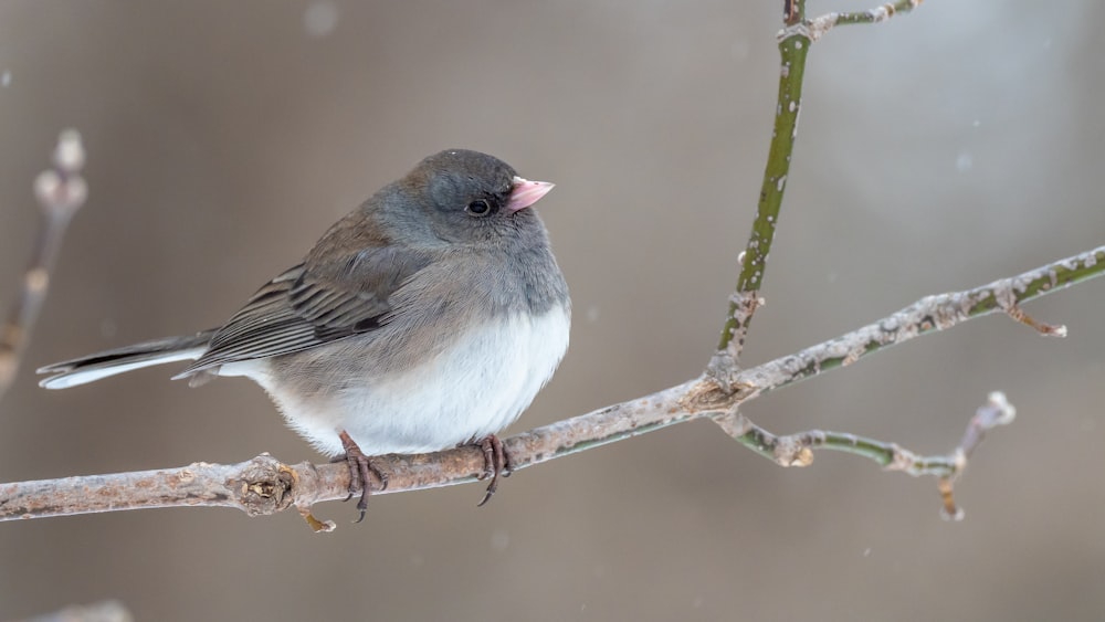 a small bird sitting on a branch in the snow