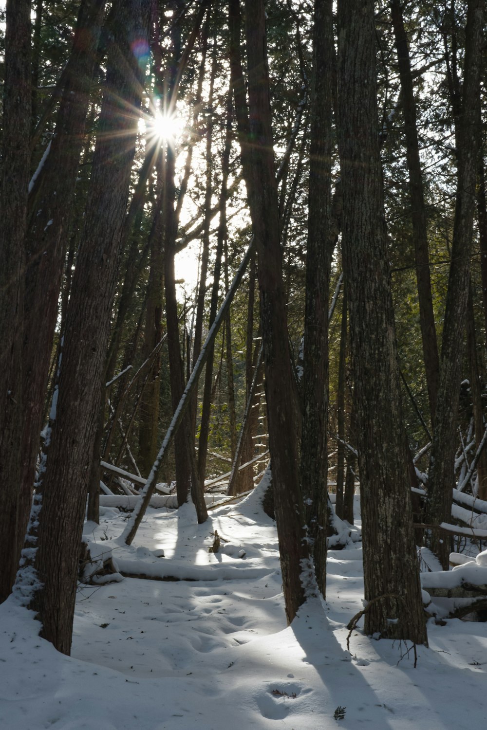 the sun is shining through the trees in the snow