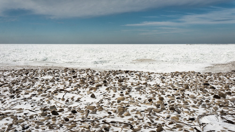 a sandy beach covered in lots of seaweed