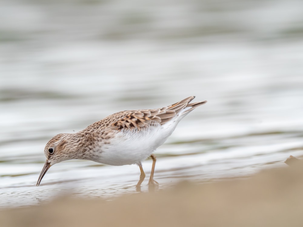 a small bird standing on top of a sandy beach