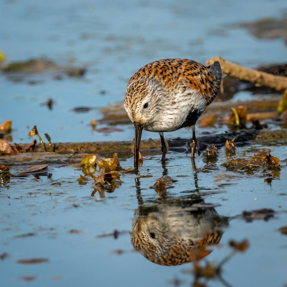 a bird is standing in the shallow water