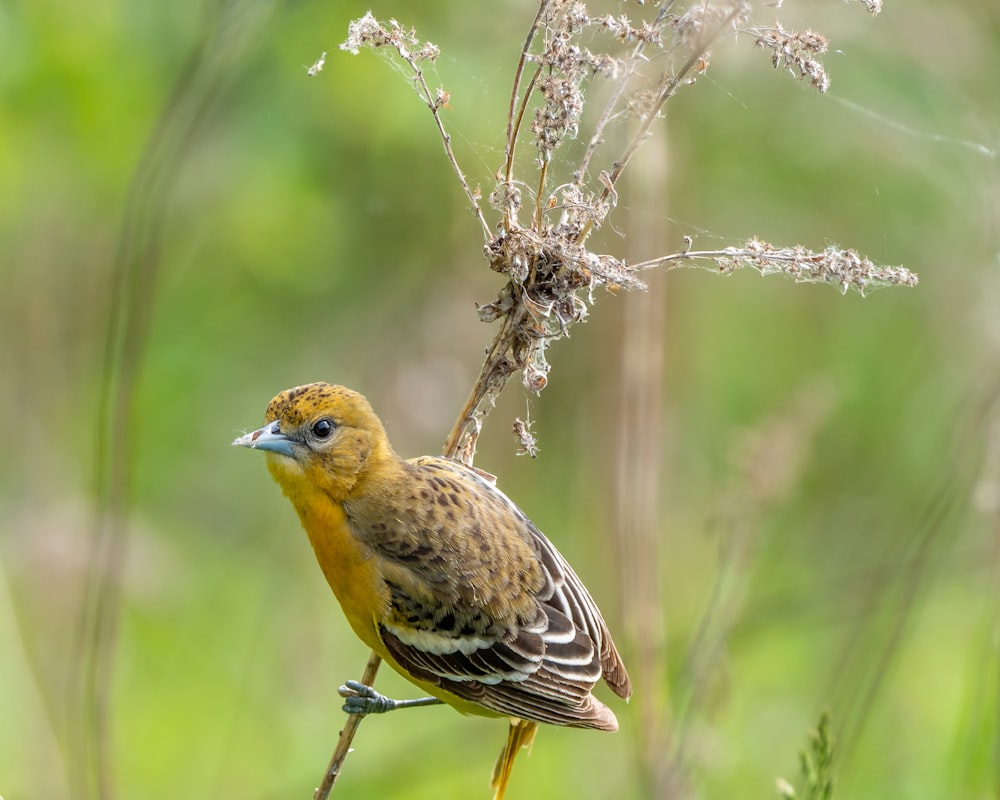 Ein kleiner Vogel sitzt auf einem Ast auf einem Feld