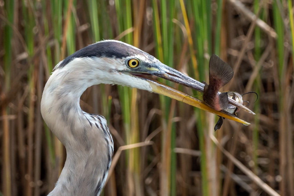 a close up of a bird with a fish in its mouth