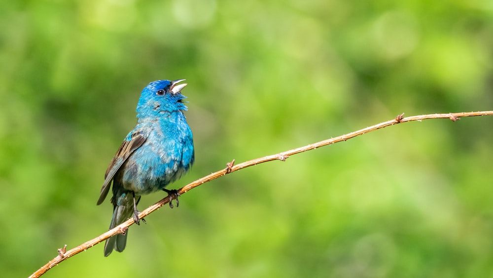 a blue bird sitting on top of a tree branch