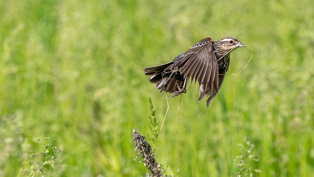 a small bird flying over a tall grass covered field