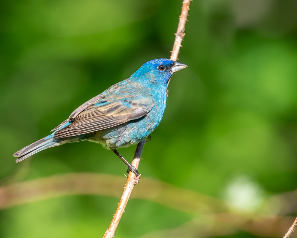 a small blue bird perched on a twig