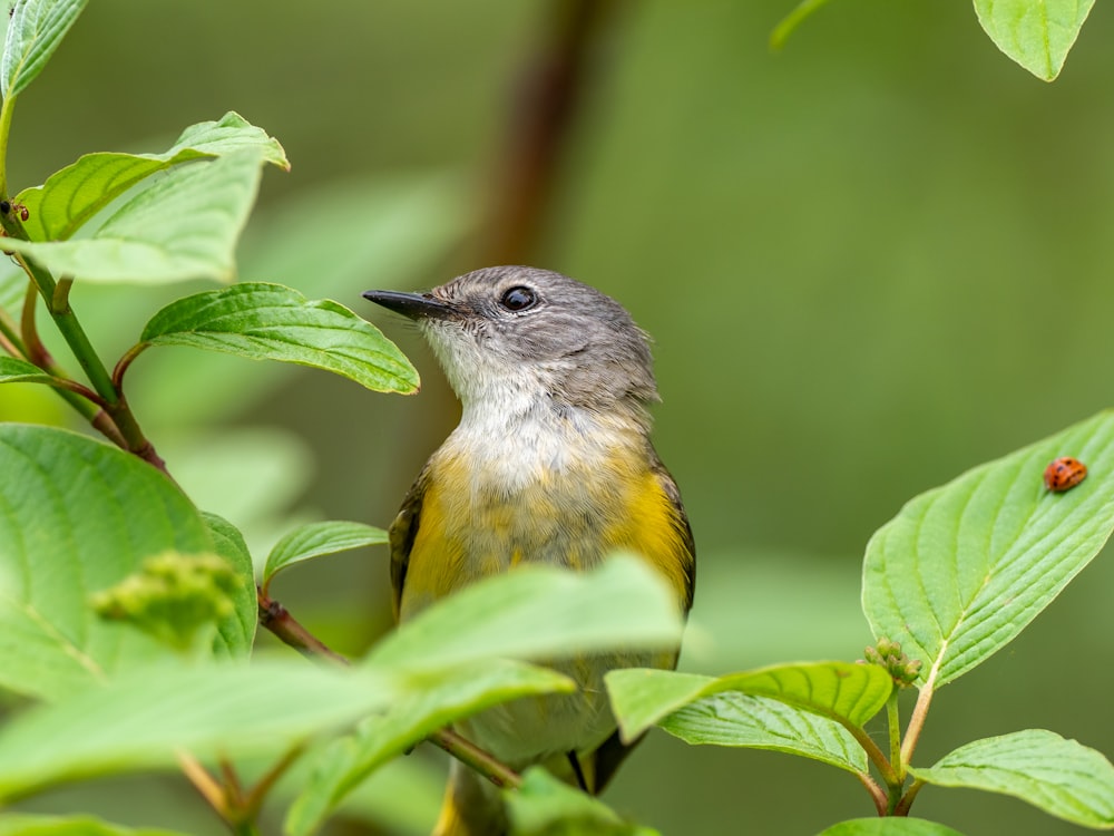 Un pequeño pájaro encaramado en la cima de un árbol frondoso verde