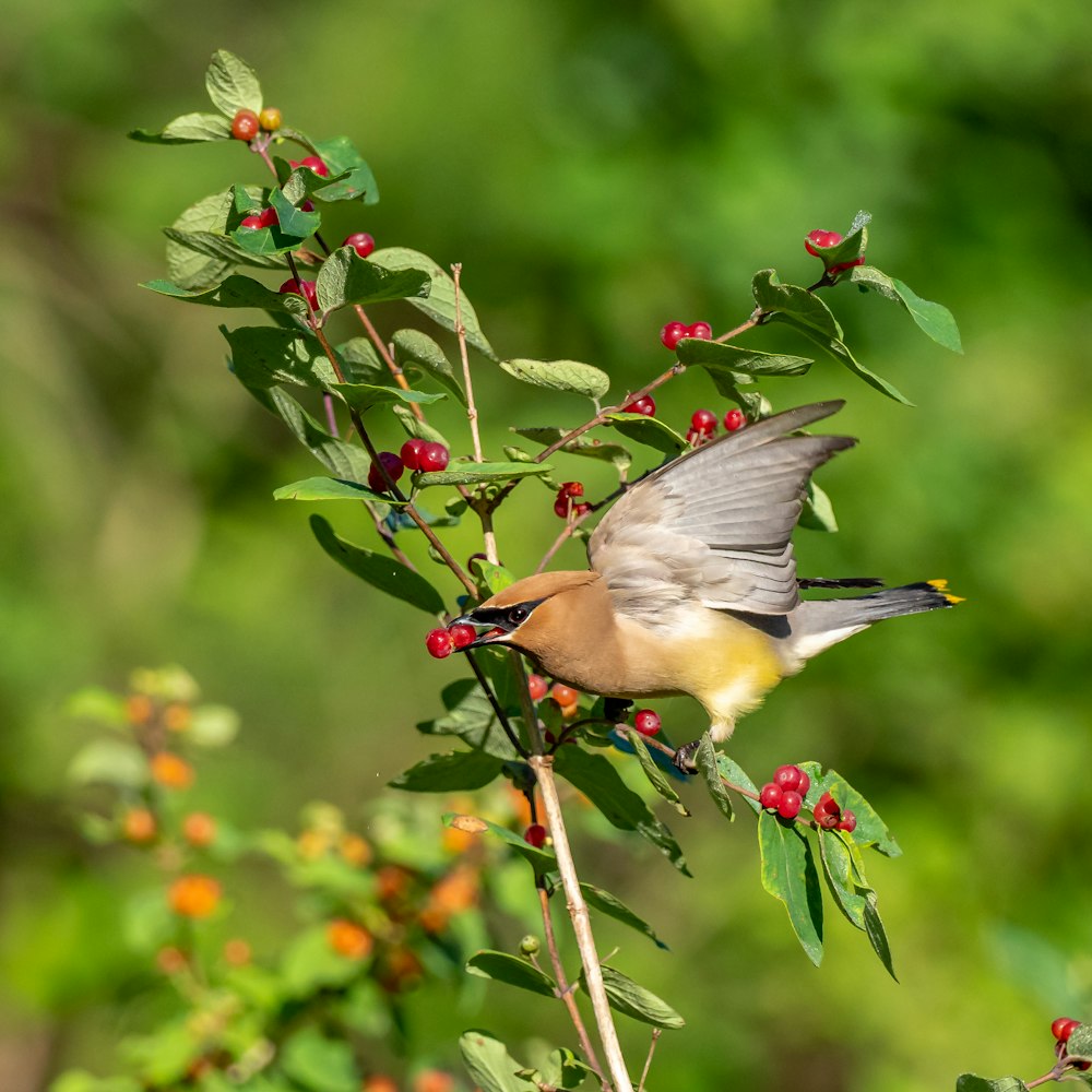 a bird is perched on a branch with berries