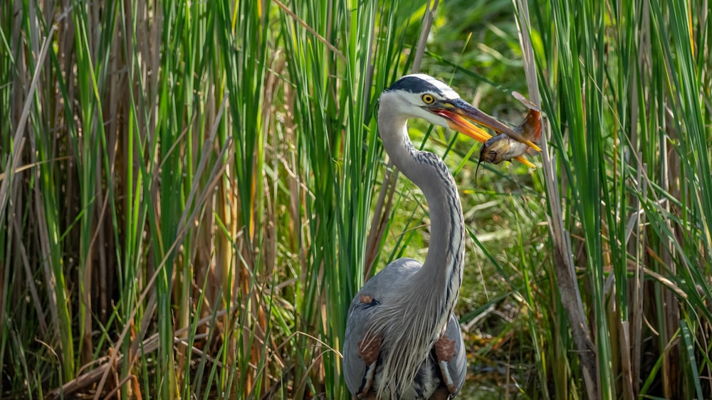 a bird with a fish in its mouth standing in tall grass