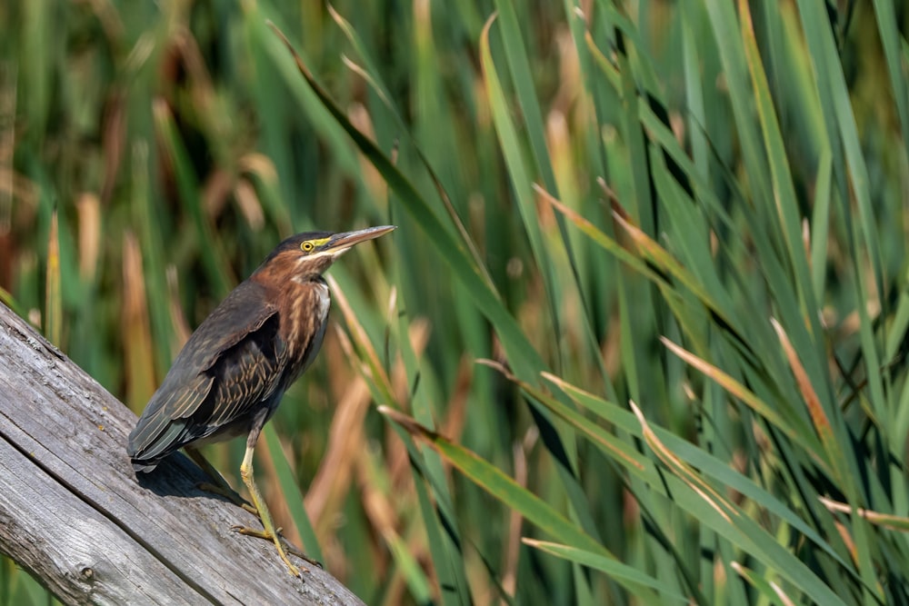 a bird is perched on a wooden post