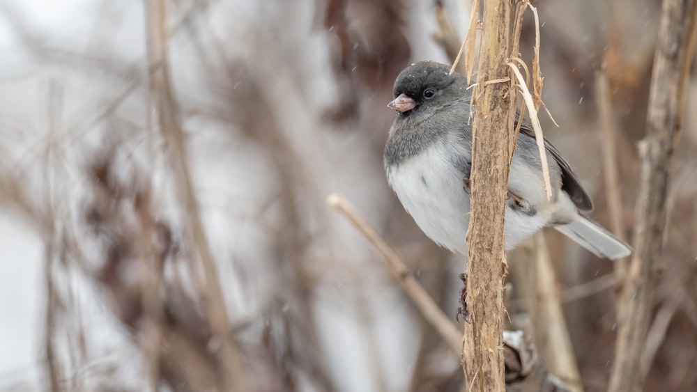 a small bird perched on top of a dry tree branch