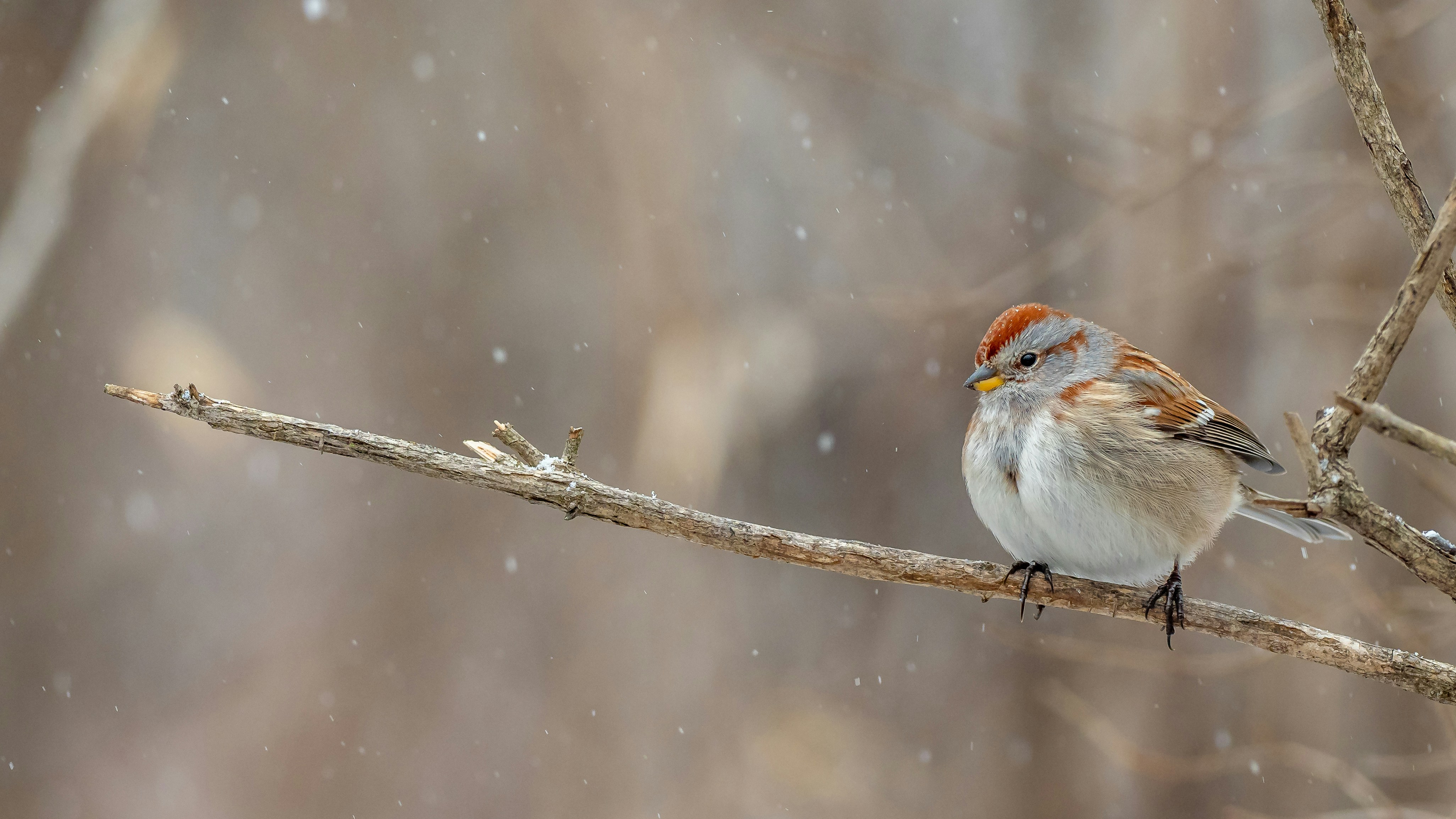 a small bird sitting on a branch in the snow