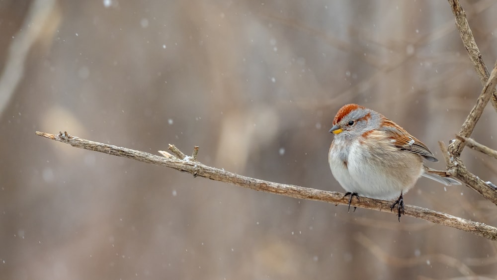 a small bird sitting on a branch in the snow
