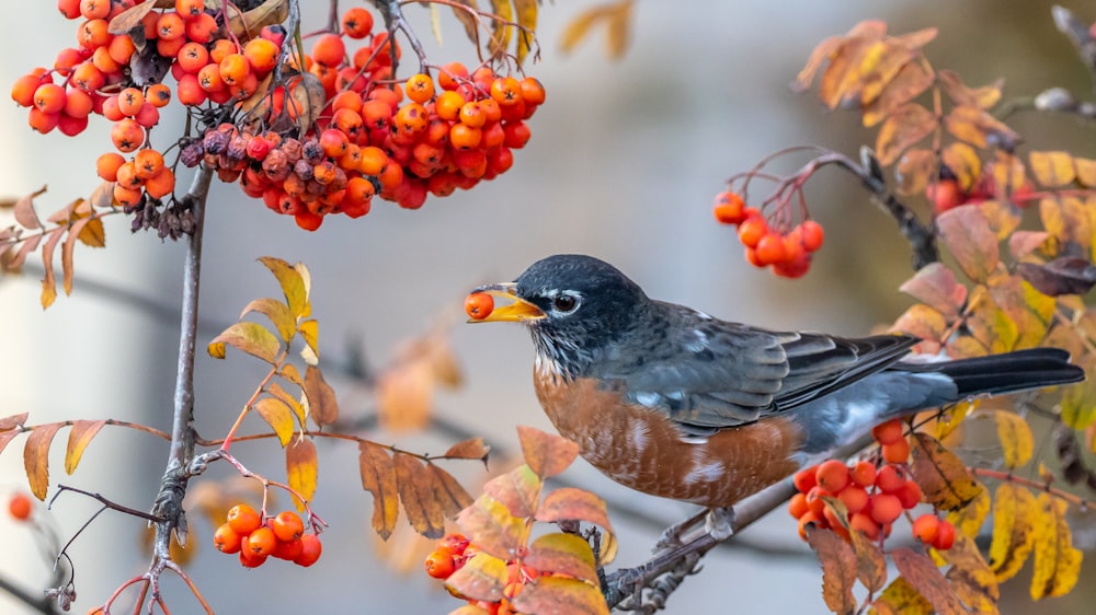 a bird is sitting on a branch with berries